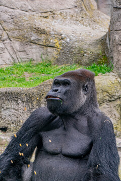 Reflexiones en la Selva: El Mundo Interior del Gorila