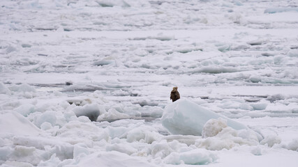 大鷲、流氷、氷、厳寒、オホーツク © takaxi