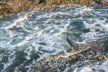 Blue heron bird walking on the rock near the sea with waves.