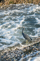 Blue heron bird walking on the rock near the sea with waves.