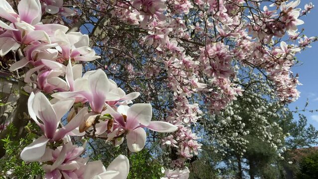 Delicate pink magnolia flowers in bloom, heralding the spring season. These beautiful blossoms adorn the magnolia trees, adding a touch of beauty.