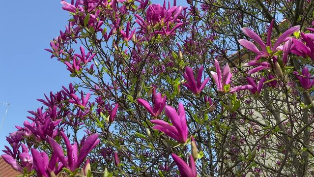 Delicate pink magnolia flowers in bloom, heralding the spring season. These beautiful blossoms adorn the magnolia trees, adding a touch of beauty.