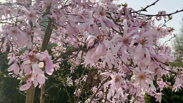 Delicate pink magnolia flowers in bloom, heralding the spring season. These beautiful blossoms adorn the magnolia trees, adding a touch of beauty.