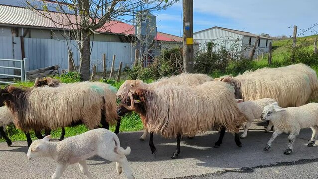 Marcha serena: Ovelhas seguem o pastor rumo ao pasto na estrada