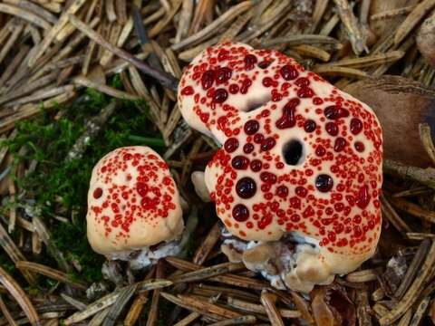 Devil's Tooth mushroom, Red-juice Tooth or Bleeding tooth fungus (Hydnellum peckii)
