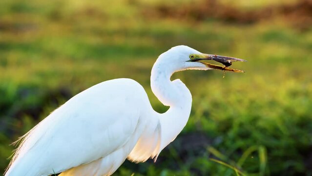 Close up of an Eastern Great egret (Ardea modesta) eating a fish prey. slow motion. Chobe National Park