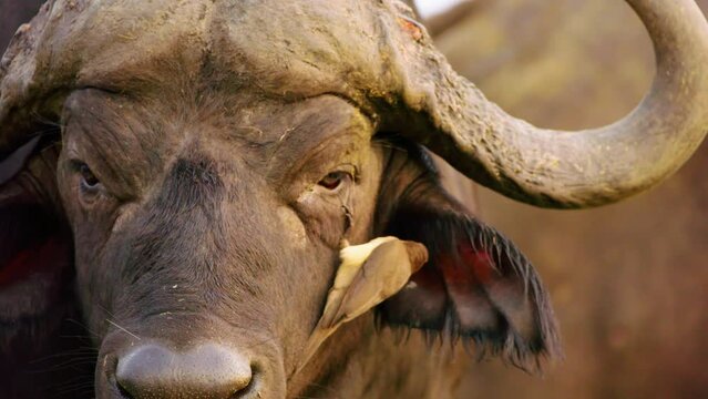 A red billed oxpecker (Buphagus erythrorhynchus) cleaning eyes of a Cape Buffalo at Chobe National Park, Botswana, South Africa 