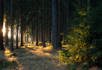 Sun rays shining through the trees in the evening. Sunset in the forest.