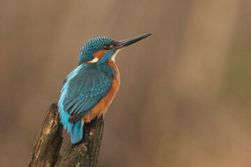 Selective focus shot of a kingfisher bird perched on a tree branch