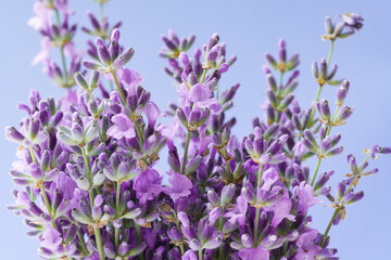 Bunch of lavender on a blue background