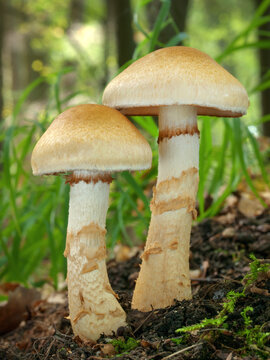 Cortinarius (Phlegmacium) triumphans also known as the birch webcap, or yellow girdled webcap. Two yellow mushrooms in the grass.
