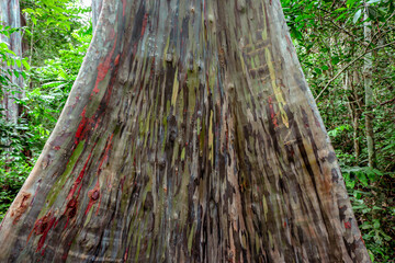 The Leda tree which has a distinctive green striped color contains essential oils