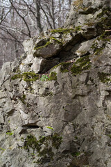 Rock with moss and lichen on it in the forest