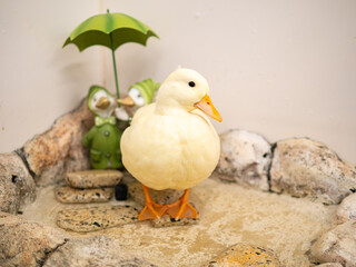 石造りの上でポーズをとるアヒル