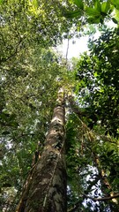 Fototapeta premium árvore na amazonia 