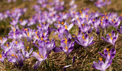 Blossom of crocuses at spring in the mountains