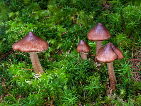 Bulbous Fibrecap mushrooms (Inocybe napipes)  in the moss. Poisonous fungi. 