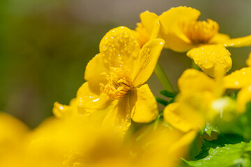 Obraz premium ヤチブキ