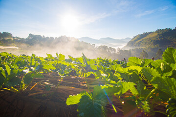 Morning sunrise on mountain hill with strawberry field with fog - 774901601