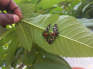 Angustipenna,Eressa Fly Sitting on a Green Leaf,Eressa is a genus of moths in the...
