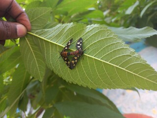 Angustipenna,Eressa Fly Sitting on a Green Leaf,Eressa is a genus of moths in the...