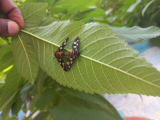 Angustipenna,Eressa Fly Sitting on a Green Leaf,Eressa is a genus of moths in the family Erebidae.Eressa angustipenna, the black-headed wasp moth, is a moth