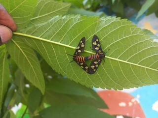 Angustipenna,Eressa Fly Sitting on a Green Leaf,Eressa is a genus of moths in the family Erebidae.Eressa angustipenna, the black-headed wasp moth, is a moth