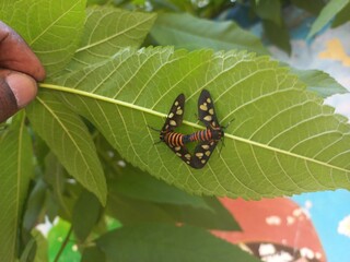 Angustipenna,Eressa Fly Sitting on a Green Leaf,Eressa is a genus of moths in the...