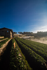 Obraz premium Morning sunrise on mountain hill with strawberry field with fog