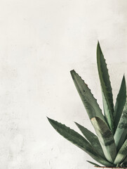 Green Yucca leaves on a white textured background.