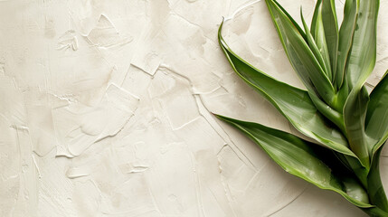 Spiky green Yucca leaves with ample white space for text. - obrazy, fototapety, plakaty
