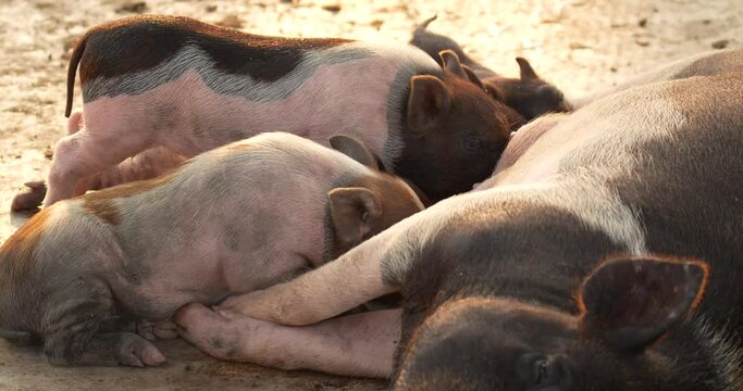 Little piglets suck milk from their mother. The G&ouml;ttingen mini pig is the smallest domestic pig breed known in the world. High definition shot at 4K, 60 fps video footage.
