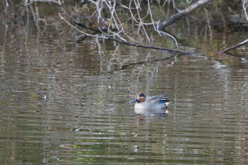 teal in a pond