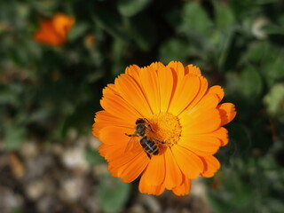 Close-up of bee on orange flower, bee is pollinating the flower