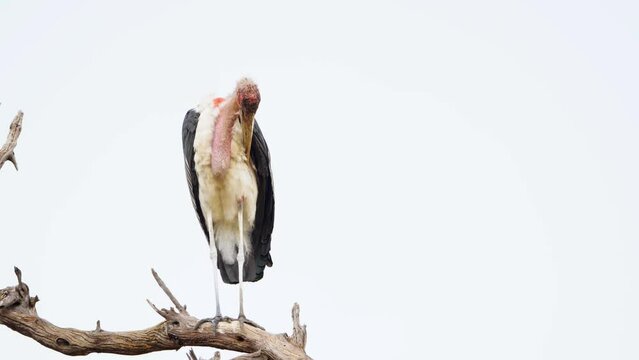 Front view of a Marabou stork (Leptoptilos crumenifer) Perched on a tree