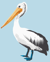 Fototapeta premium side view of a pelican standing on blue background