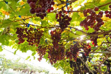 Red grape on vine tree branch botanical garden
