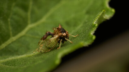 strange insect walking on a green leaf (Cyphonia)