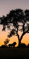 Fototapeta na wymiar Silhueta de Leão ao Pôr do Sol na Paisagem do Safari