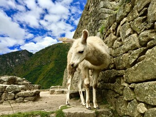 Llama in Machu Picchu, Peru
