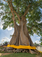 Bayan Ancient Tree or Kayu Putih Giant Tree In Bali, Indonesia.