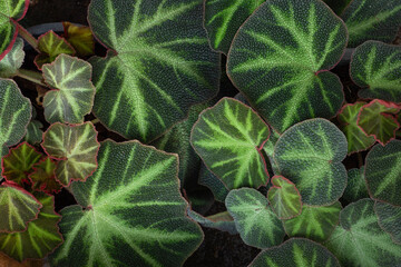 Beautiful Begonias Leaves plants pattern for nature background.