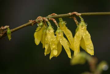 Fototapeta premium FORSYTHIA - Yellow flowers in the drops of morning rain