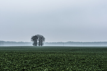 MISTY WEATHER - Landscape with an island of lonely trees in a field
