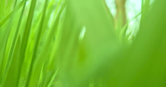 spring, fresh green grass waving with bottom view point, concept of spring coming nature, flowers, spring, biology, flora,