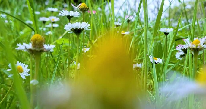 spring, white daisy flower field meadow, field of white daisies waving with bottom view point, concept of spring coming nature, flowers, spring, biology