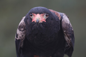 A portrait of a Bateleur against a green background
