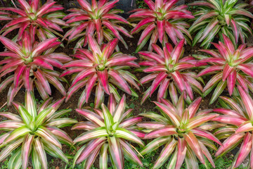 Beautiful Bromeliad Leaves plants pattern for nature background.