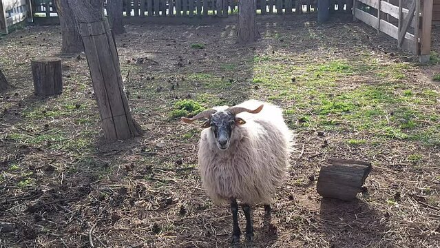 Wallachian sheep in a pen. Breed originated from Wallachia, Czech Republic. Sheep or domestic sheep are a domesticated, ruminant mammal typically kept as livestock