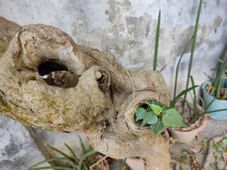 Pepel Tree growing from the trunk of another tree